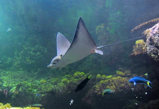 喜欢海南波澜壮阔的大海,山水环绕,连空气也是那么的清新_天涯海角