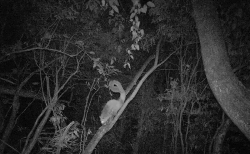 安装野外红外相机后贵州首次拍到11种鸟兽地点在遵义