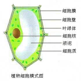 人教版七年级生物上册第二单元生物体的结构层次知识要点单元测试题