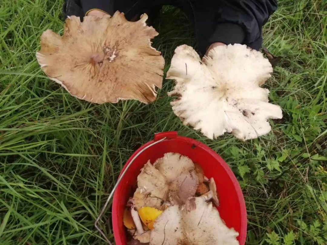 这段时间打开朋友圈▲视频:会泽小伙发现一个鸡枞窝昨天,小编就在朋友