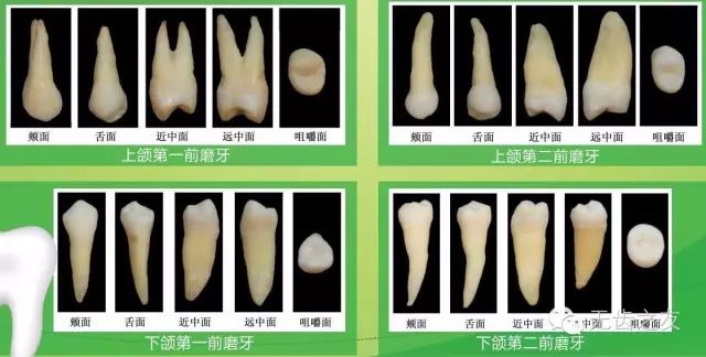 牙齿的形态——_远中