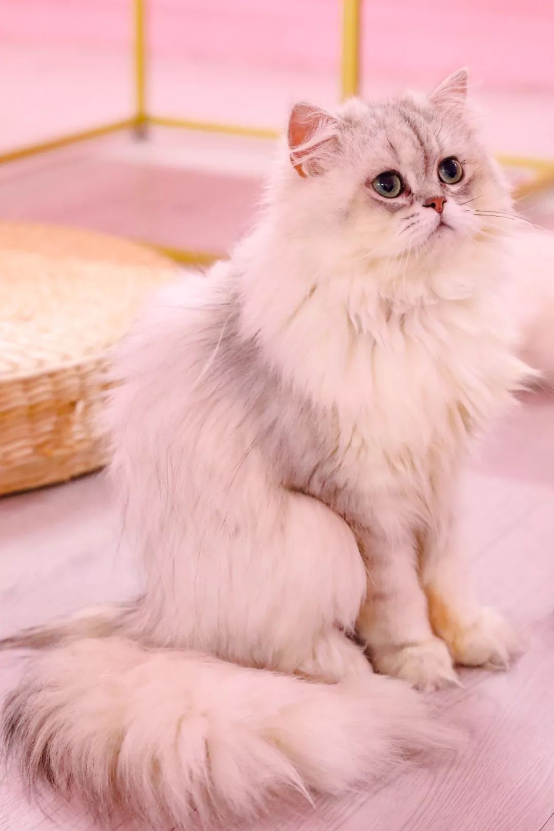 英短,加菲,缅因,布偶.简直可以满足你一切对猫的渴望!