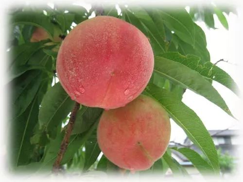 柏杨坝团园村生态采摘让市民吃上放心水果