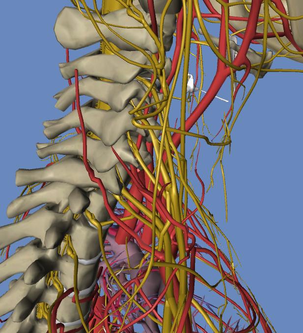 人体3d解剖构造图