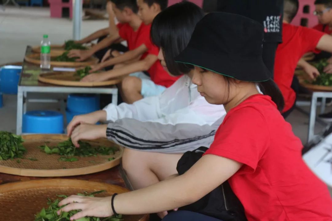 探访茶的前世今生屏东中学开展寻美福建茶文化主题研学实践活动