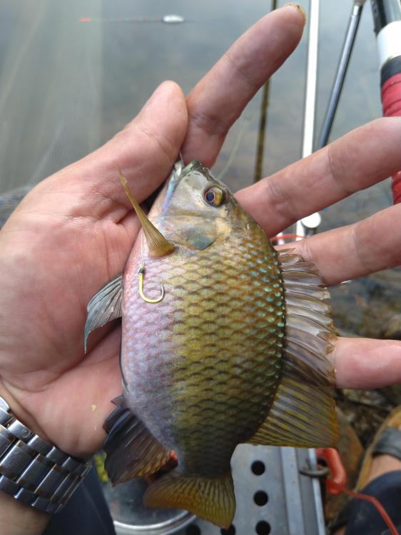 停口了十多分钟窝里冒起了鱼星,突然一个黑漂,提