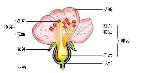 3,花的主要结构是雄蕊和雌蕊,雄蕊花药2,一朵花由花托,萼片,花瓣,雌蕊