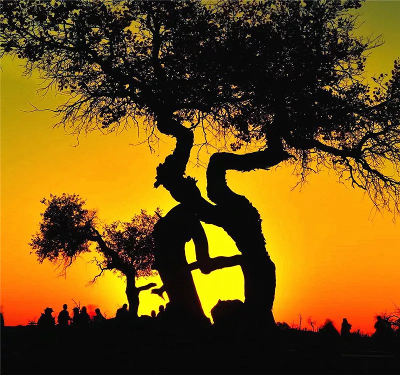 七夕节来了那些象征爱情的植物