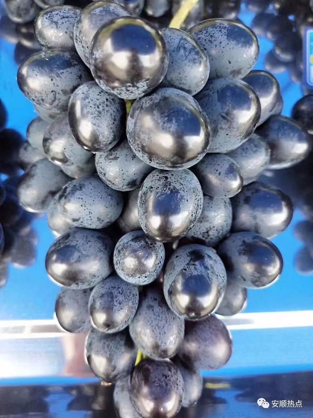 七夕采摘游!普定沙湾紫王葡萄熟了,看得口水来