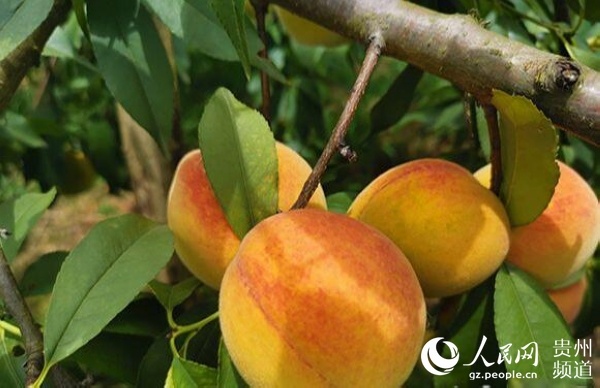 石阡大沙坝乡千亩黄桃迎丰收香甜可口不愁销