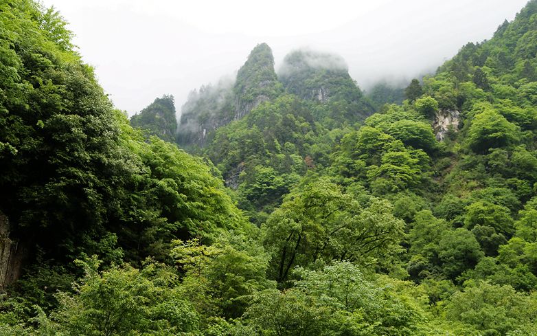 平武森林覆蓋率超過74%,有2個國家級,1個省級,3個縣級自然保護區,野生