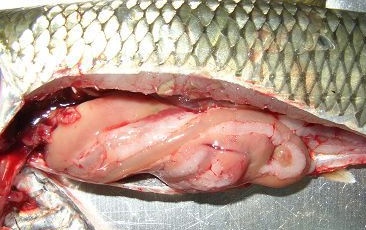 淡水鱼细菌性肠炎病症及防治方法