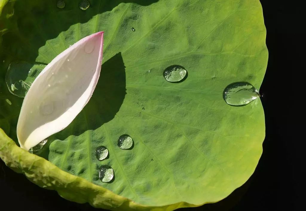 传说七夕节时的露水是牛郎织女相会时的眼泪,如抹在眼上和手上,可使人