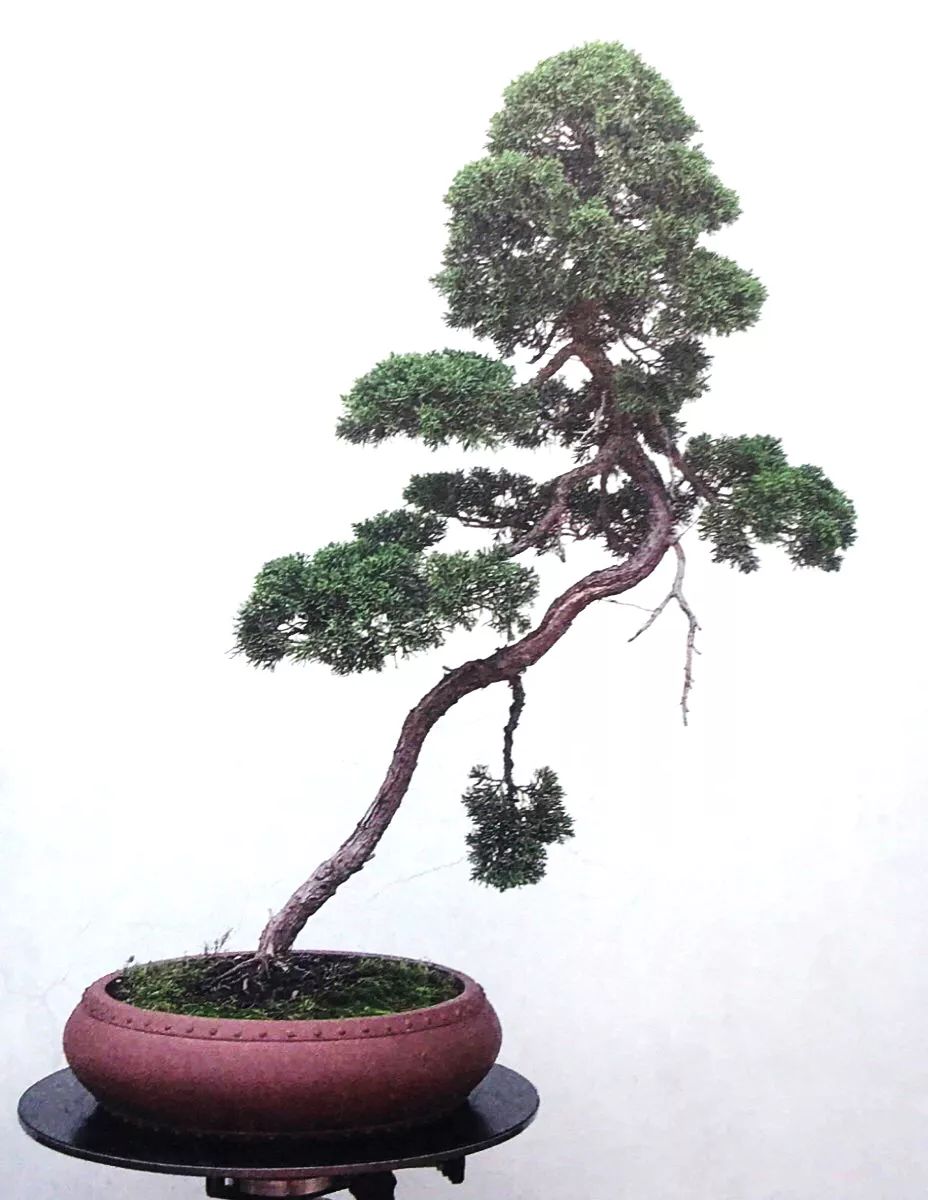 此时,真柏盆景文人味初显,但树冠看上去似乎还是有些偏重.