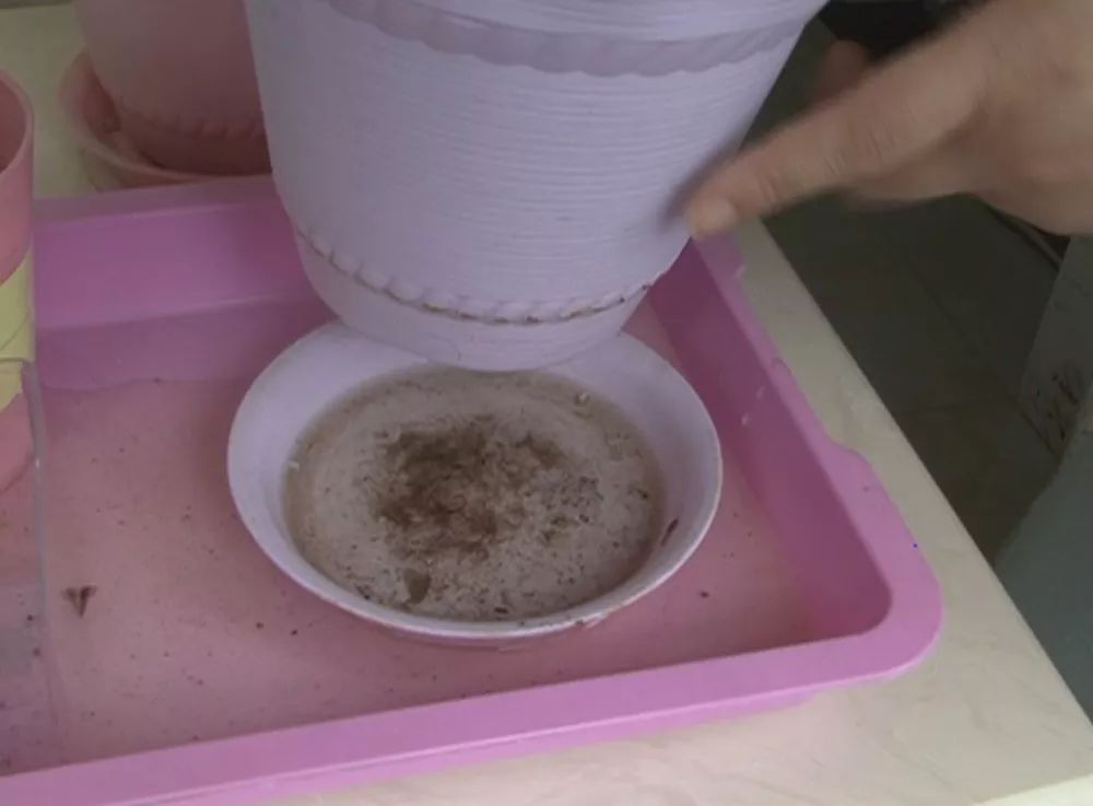 花盆托盘(小型积水)蚊虫孳生地之二防蚊方法:每周至少清洗一次彻底