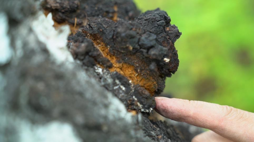 桦褐孔菌桦树茸神秘的西伯利亚灵芝