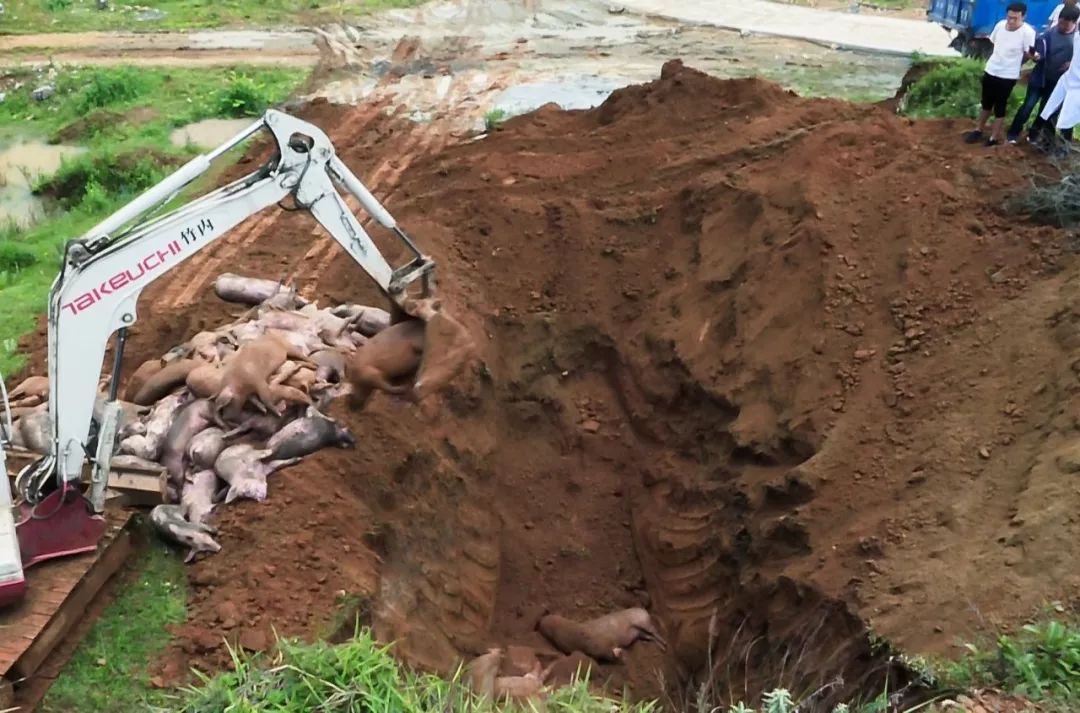 从富源县非法贩运到境外的93头生猪,被埋了!