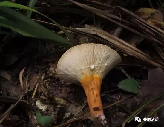 正被蛞蝓食用的硫磺絢孔菌—有毒六,如何辨別有毒野生菌