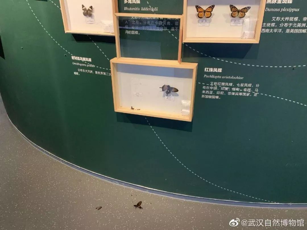 恐龙蝴蝶主题展图片