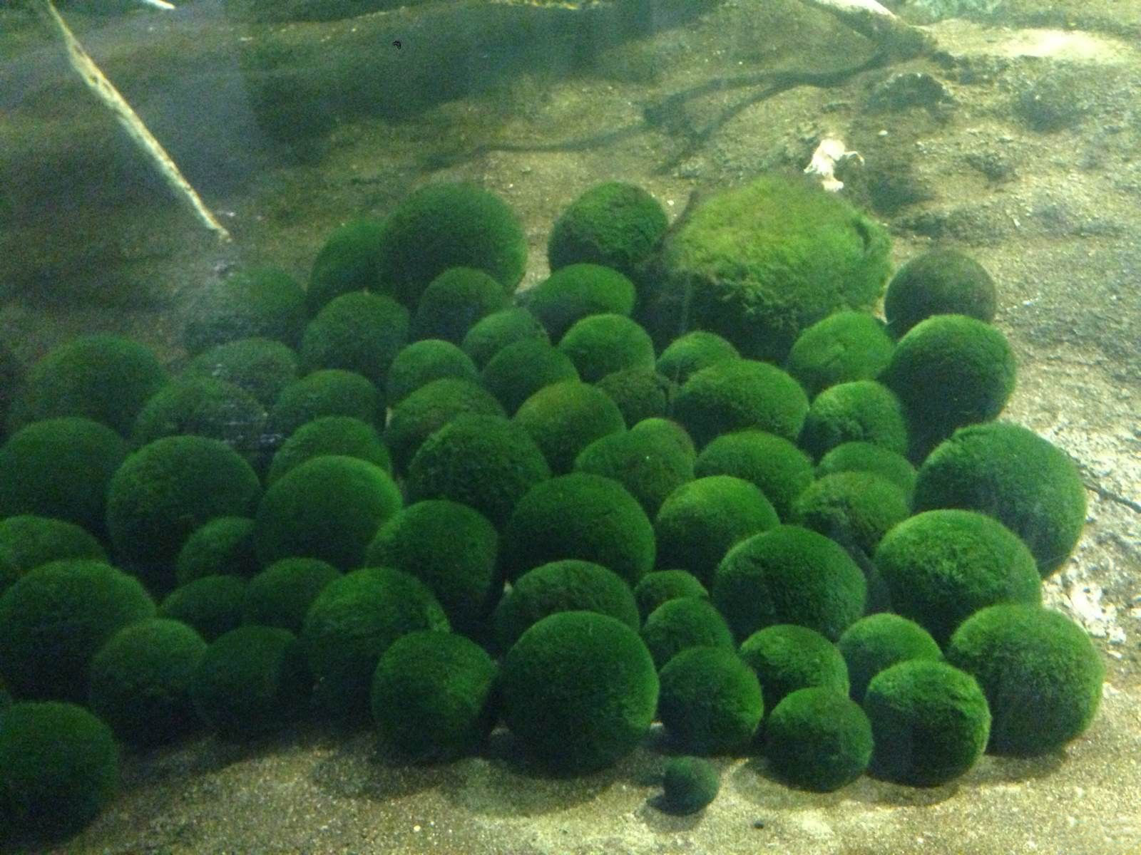 湖心生长着一座初蕊岛,繁育了模样可爱的保育类稀有植物「绿球藻」,这