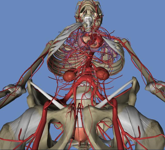 人体3d解剖构造图