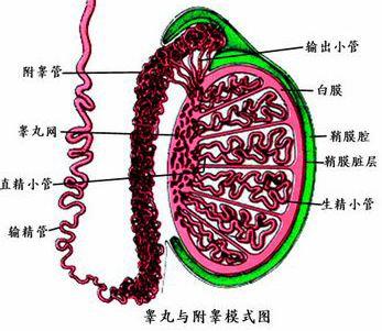 男科疾病主要涉及到哪些器官?_附睾