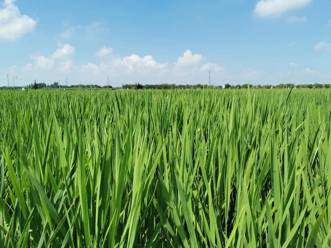 农田连成片风景串成线