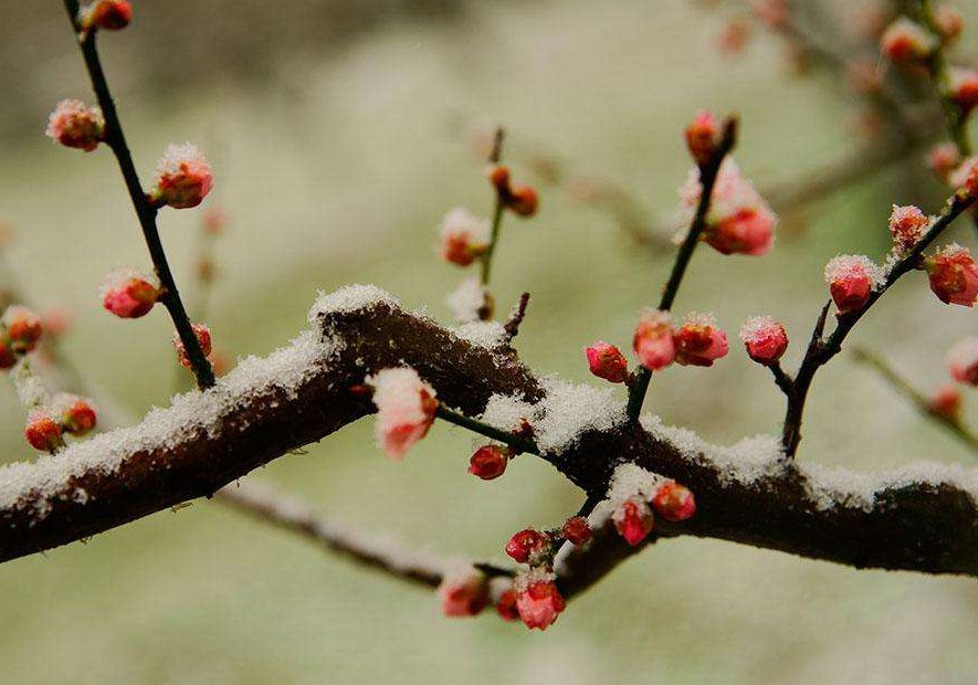 读一首诗李商隐忆梅赏春时突然想家无端怨恨梅花