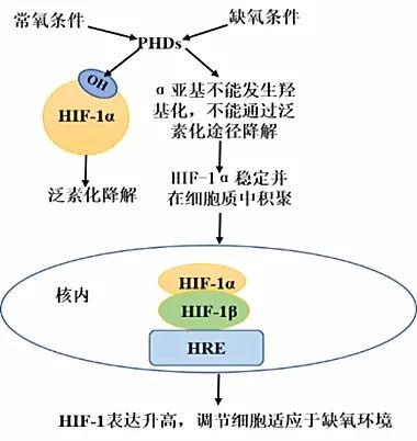 缺氧诱导因子1α肝纤维化治疗新靶点