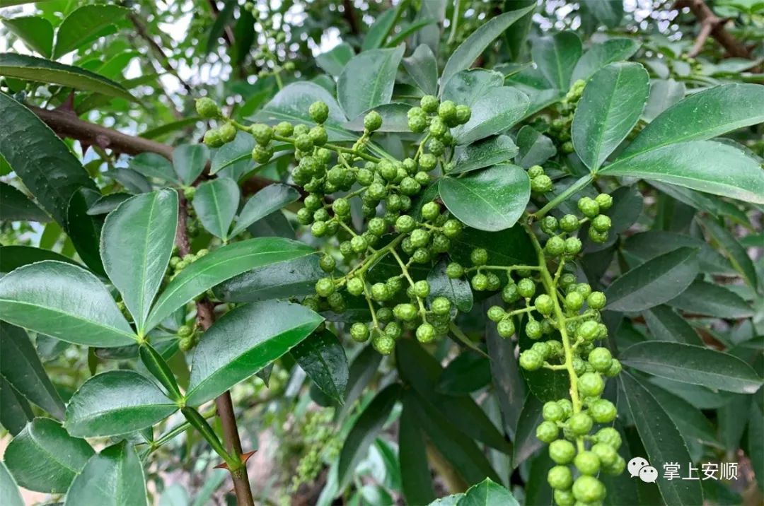 大山深处椒香溢关岭依托新技术种植新花椒助农增收