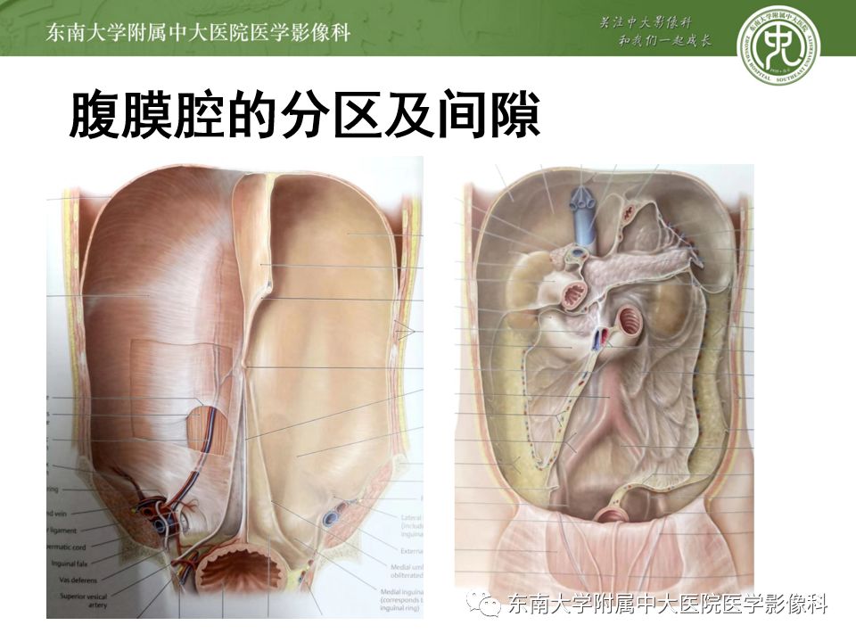 腹膜腔的解剖与分区