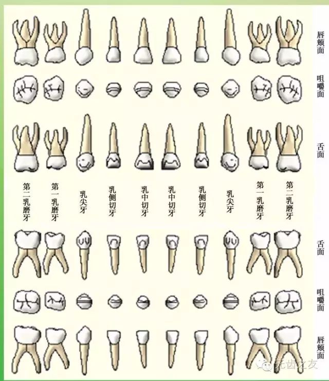 牙齿的形态