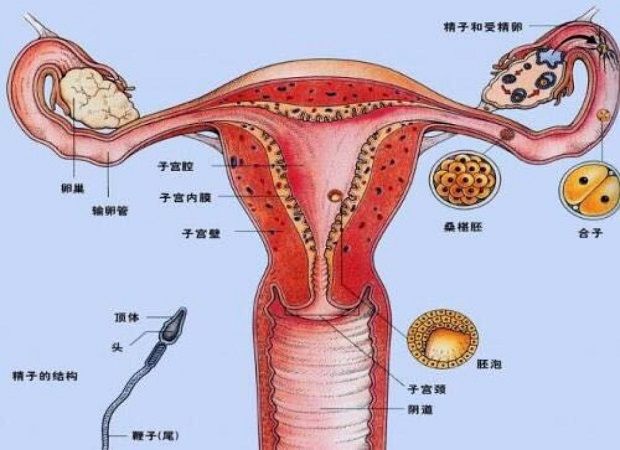 告诫女人不自爱的人不会被爱现在不爱惜子宫将来后悔就晚了