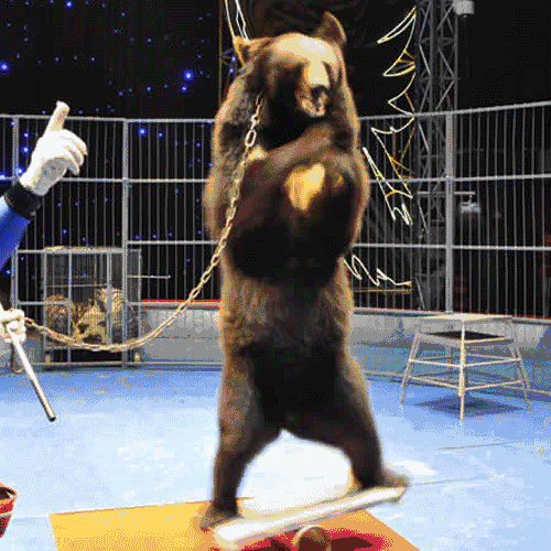 狗熊跳舞表情包图片