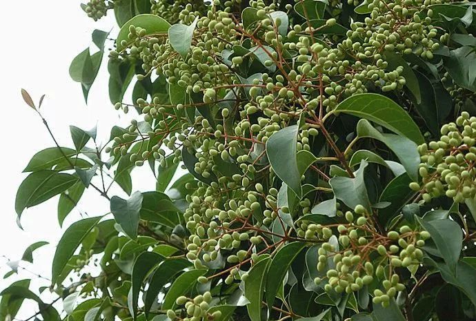 才能鹊桥相会牛郎织女这对恩爱情侣天人永隔蕴藏着一个悲惨的爱情故事