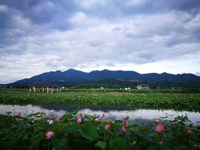 中國最大最美的梯田荷花在哪裡請到央視拍攝點建寧縣坪上村