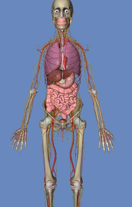 人体3d解剖构造图