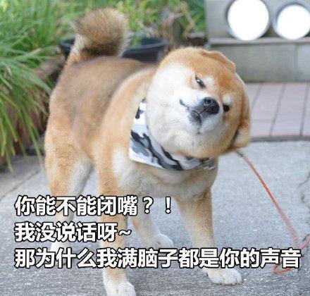 柴犬土味情话表情包合集|你知道我的缺点是什么吗?
