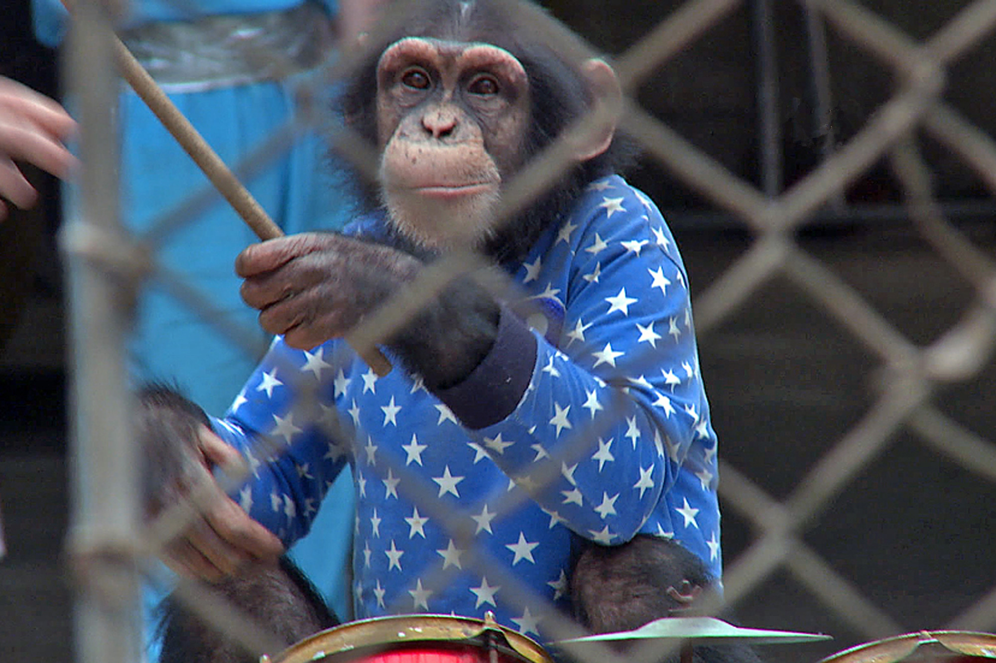 镜头下一个猩球在人类手段下没落