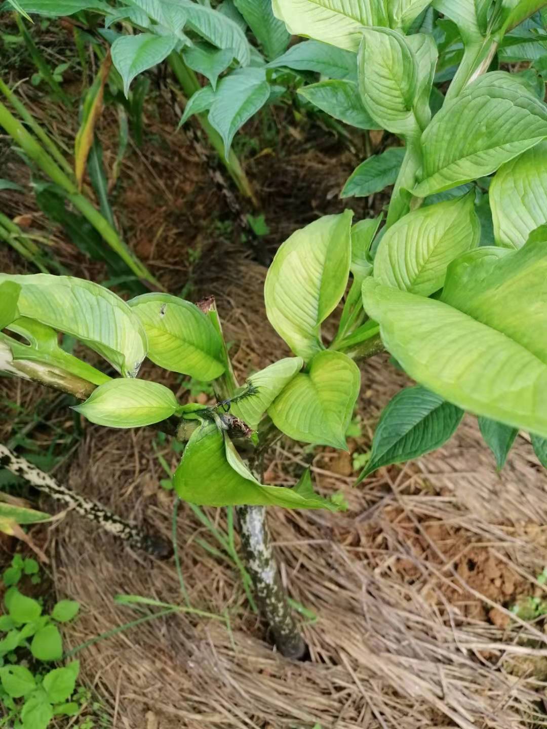 魔芋软腐病——魔芋界的"猪瘟""非典""埃博拉"