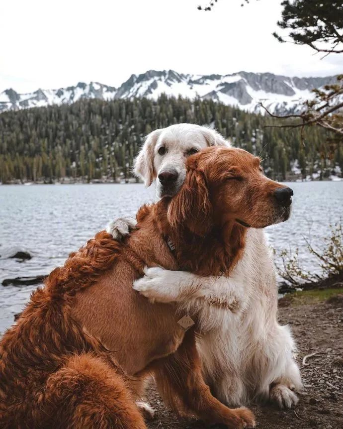 两只狗靠在一起的照片图片