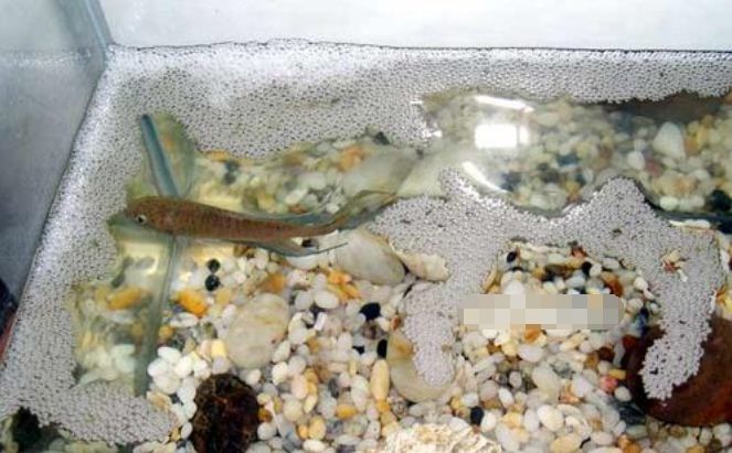 水口"庞皮婆"有市无价,怎么一回事?