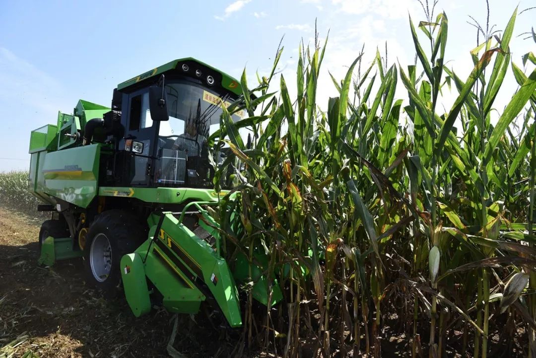 道依茨法尔:用大启谷丰  保五谷丰登