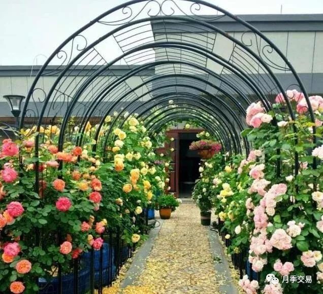 让公园四季繁花似锦 这样的藤本拱门必不可少_月季