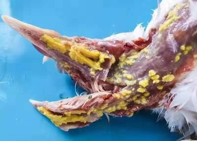 鸽子体内虫症状图片图片