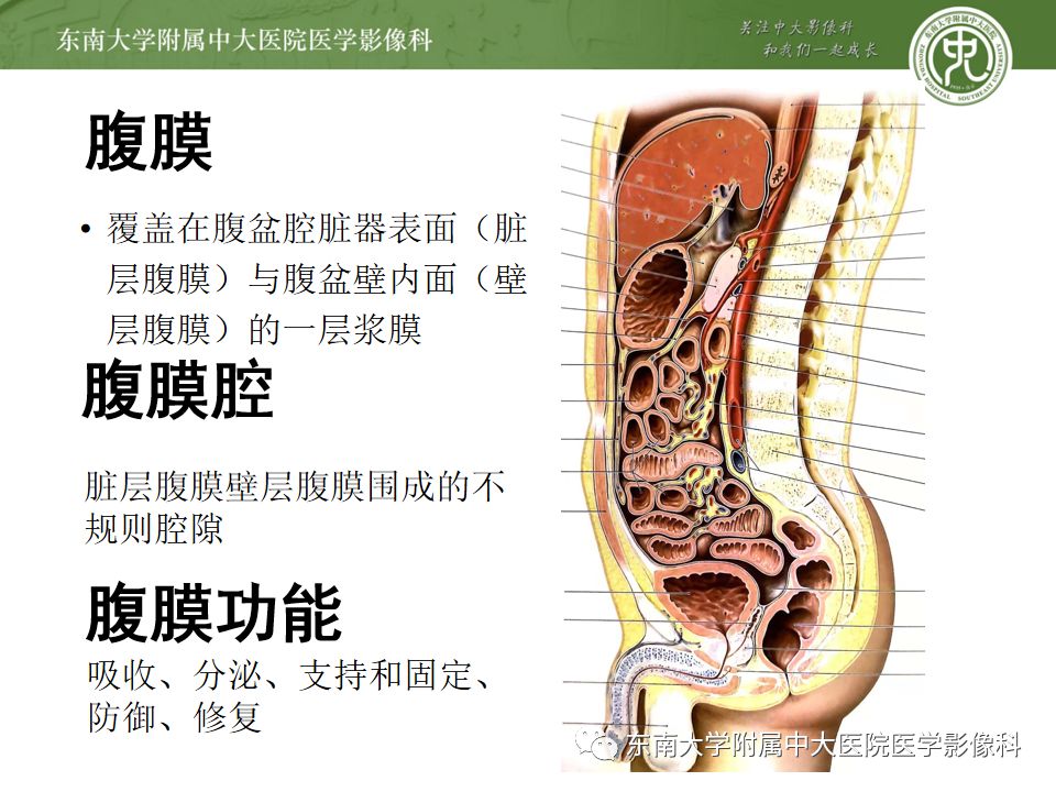 腹膜腔的解剖与分区