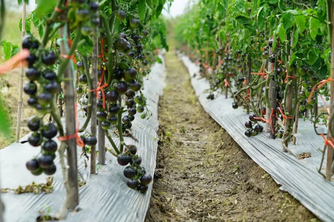 半黑半红的小番茄,你见过没?营养值竟然超高