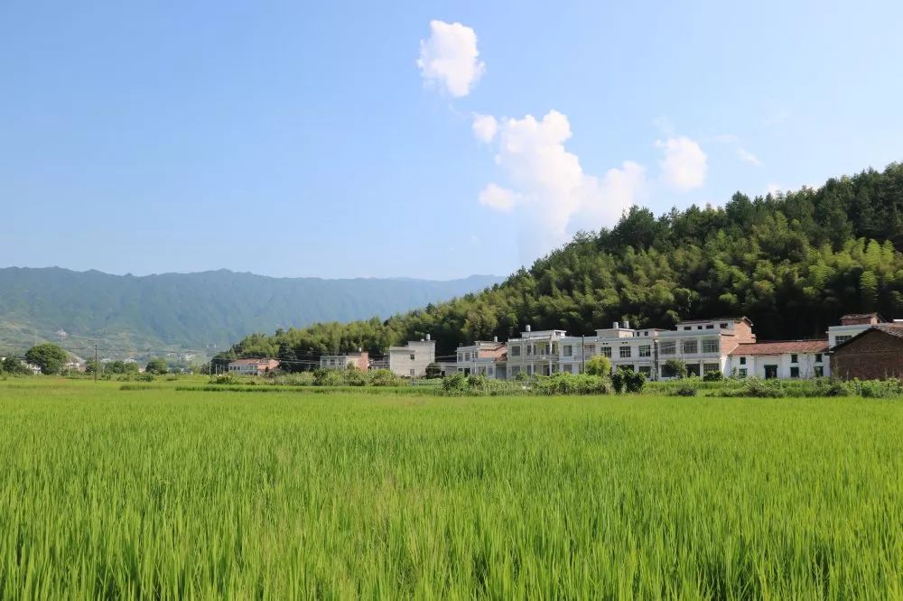 虹桥镇人居环境整治第三轮到村现场观摩暨工作讲评会