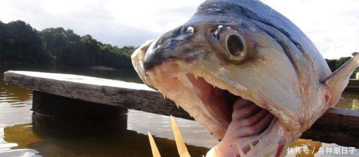 亞馬遜河底四大殺手,有二個是食人魚的天敵