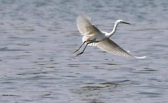 雎鸠与君子读诗经